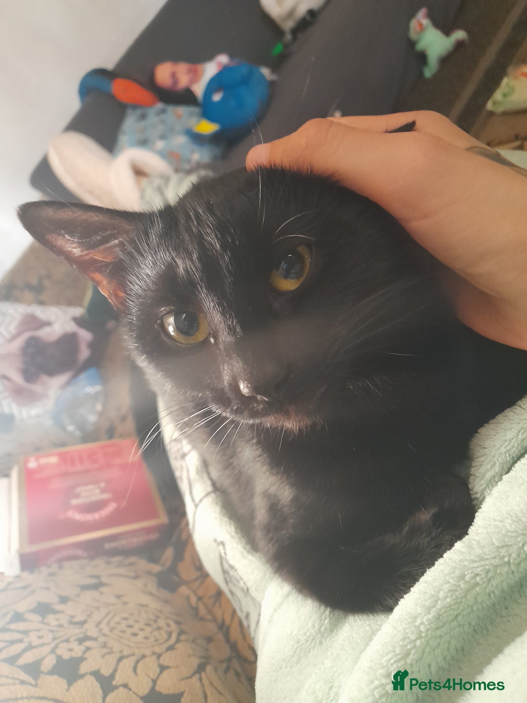 Mixed Breed cats for sale: Two 2 Year old cats looking for new forever home - Image 5