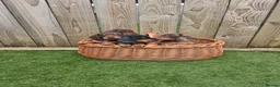 Miniature Dachshund dogs for sale: Adorable Miniature Dachshund Puppies for Sale - Advert 7
