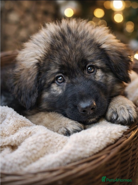 German Shepherd dogs 1 girl  long coat, STRAIGHT BACK silver sable GSD - Advert 7