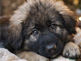 German Shepherd dogs 1 girl long coat, STRAIGHT BACK silver sable GSD - Advert 7