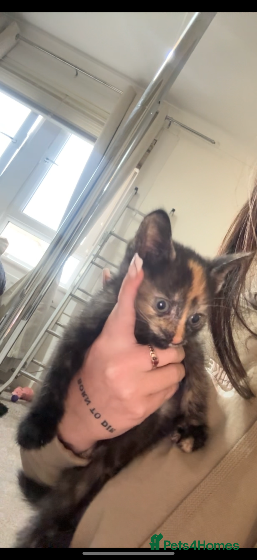Domestic Shorthair cats for sale: Female kitten available  - Image 1