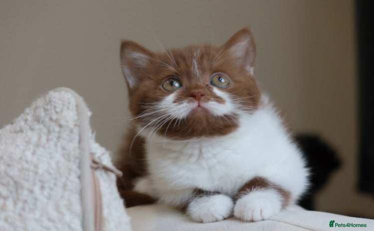 British Shorthair cats - Advert 3