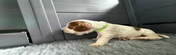 Cocker Spaniel dogs for sale: Adorable Kennel Club Reg. Show Cocker Spaniel Pups - Advert 35