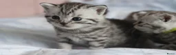 British Shorthair cats for sale: 🐾 Gorgeous GCCF British Shorthair Kittens 🐾 - Advert 4