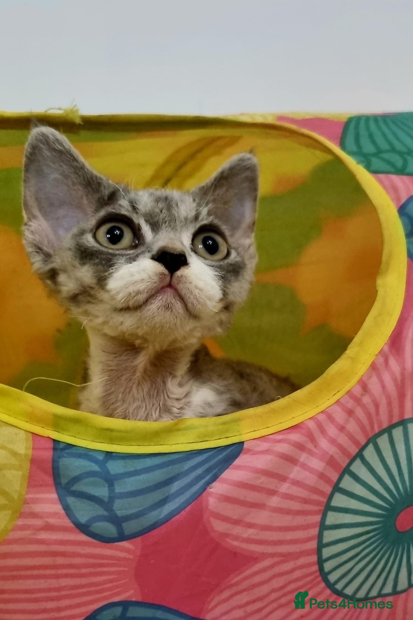 Devon Rex cats ❤️ Three lovely brothers and sister ❤️ - Advert 1