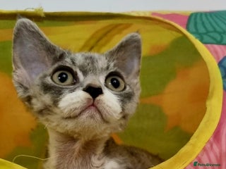 Devon Rex cats ❤️ Three lovely brothers and sister ❤️ - Advert 1