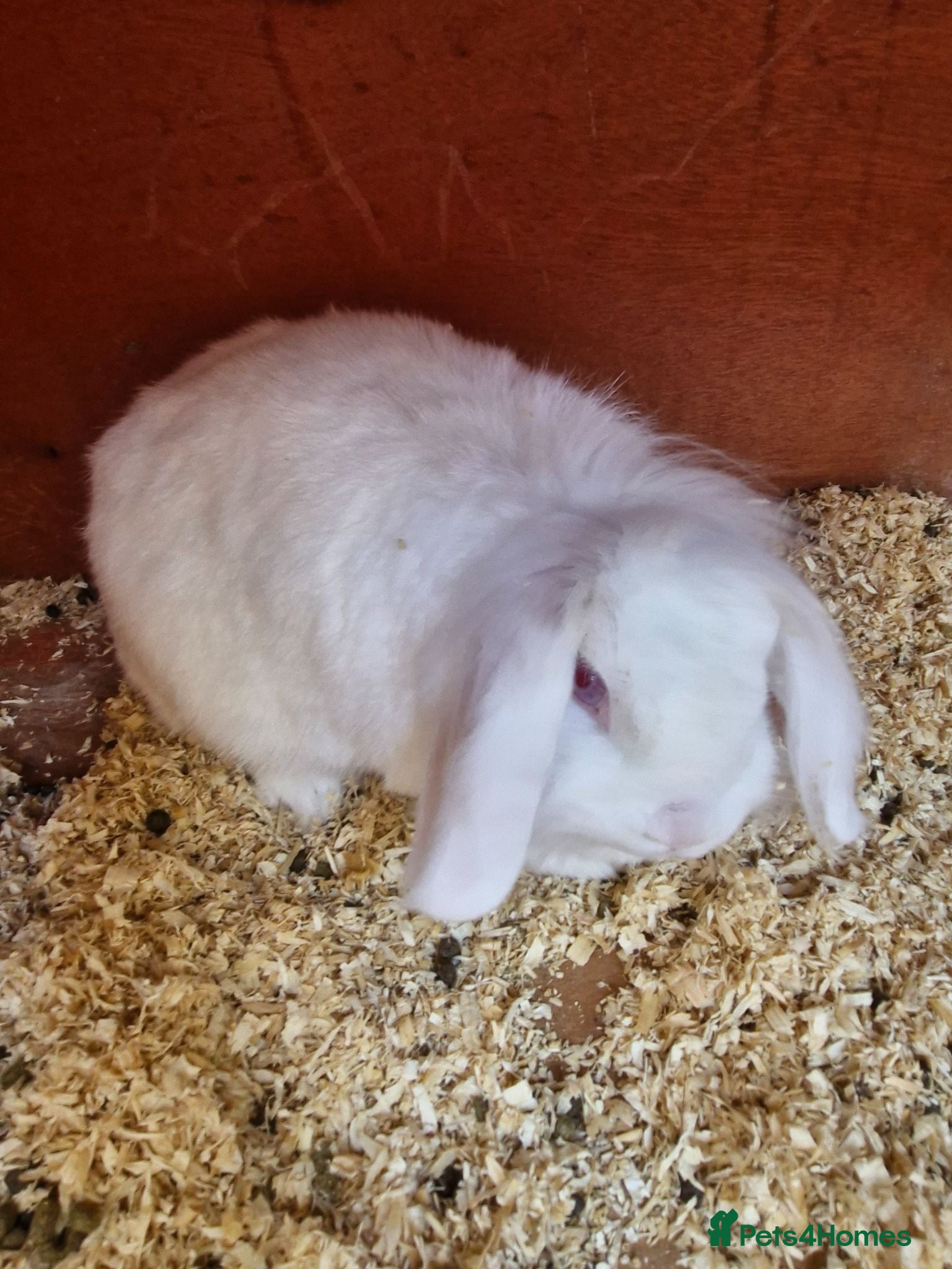 Mini Lion Lop rabbits Little lady looking for new home..  - Advert 7