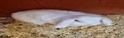 Mini Lion Lop rabbits for sale: Little lady looking for new home..  - Advert 1