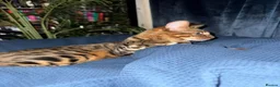 Bengal cats for sale: 2 Year Old Friendly Bengal Female  in London - Advert 2