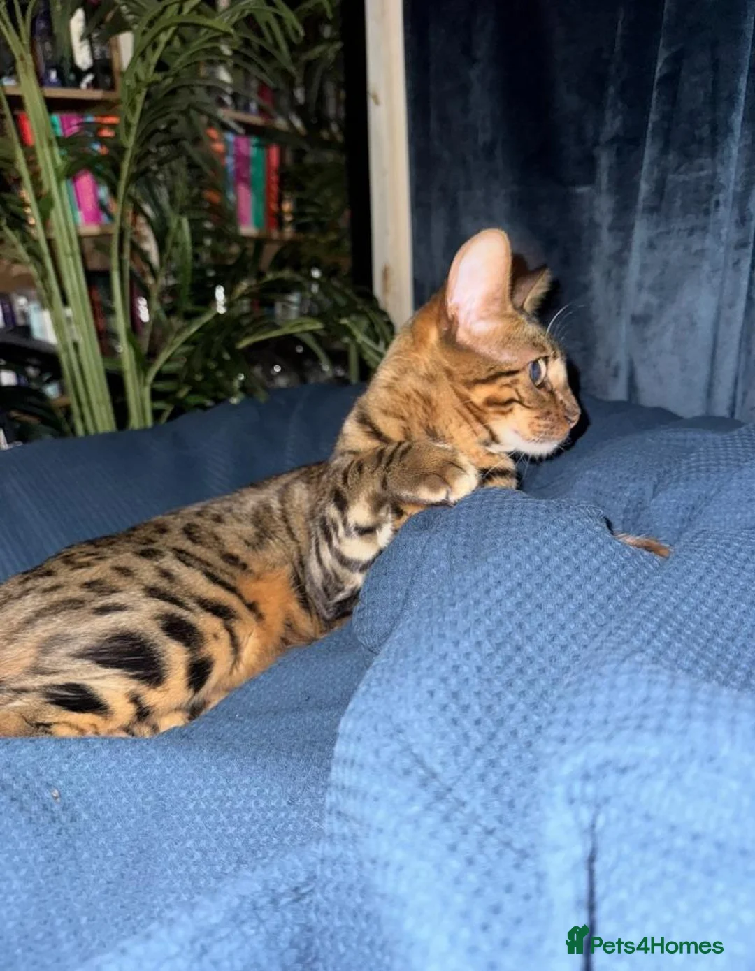 Bengal cats for sale: 2 Year Old Friendly Bengal Female  in London - Advert 2