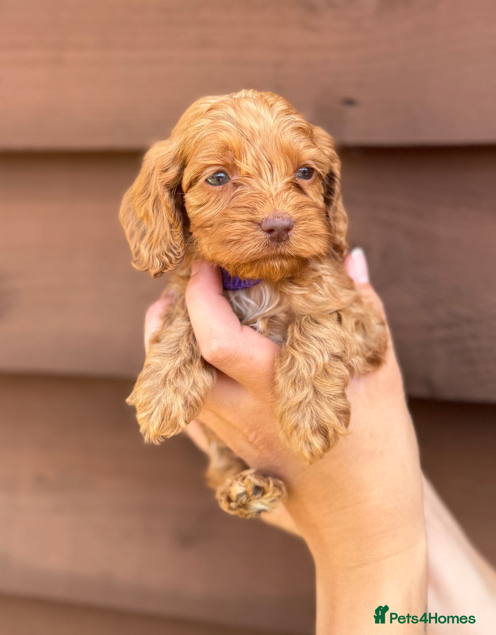 Cockapoo dogs Beautiful litter of Cockapoo Puppys 6 Girls  - Advert 2