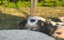 Cocker Spaniel dogs for sale: STUNNING Rizi Bizi sired Cocker puppies DNA Tested - Image 38