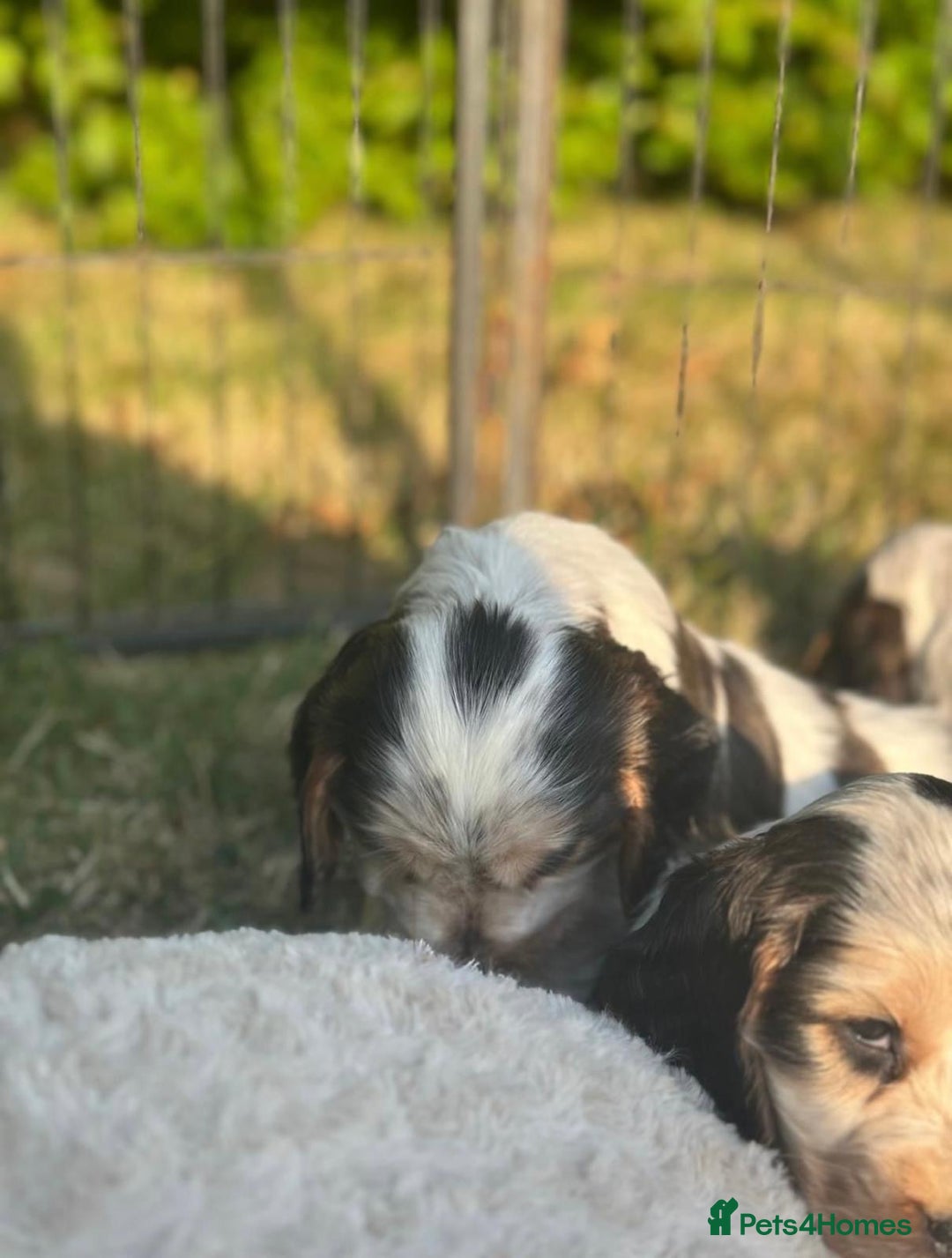 Cocker Spaniel dogs for sale: STUNNING Rizi Bizi sired Cocker puppies DNA Tested - Image 38