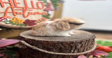 Mini Lop rabbits - Advert 2