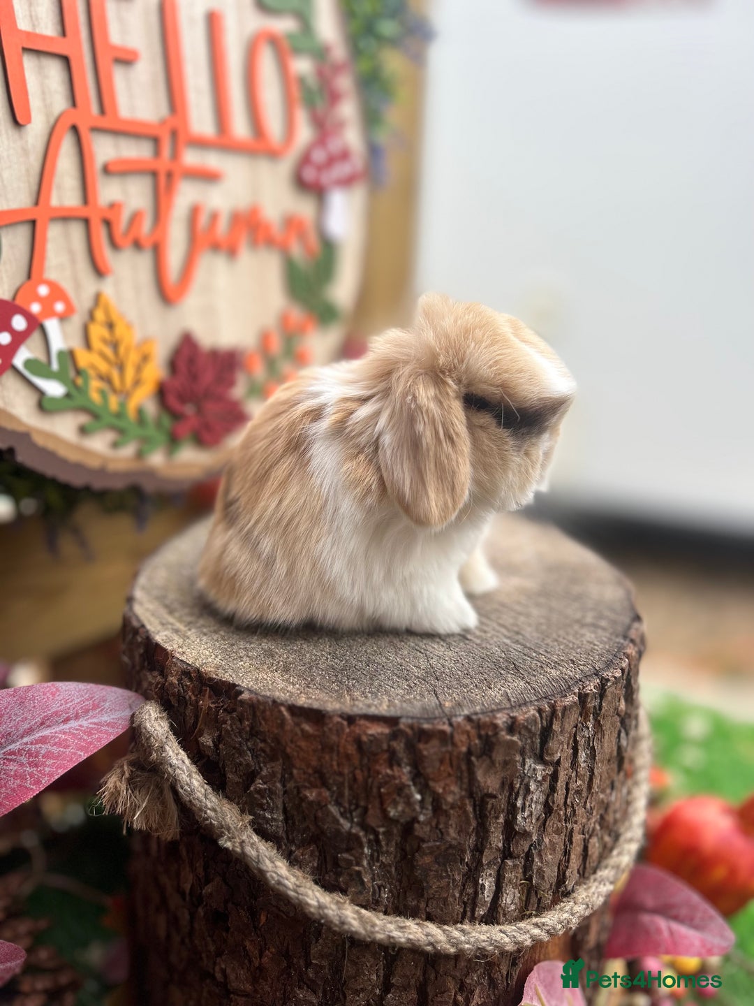 Mini Lop rabbits for sale: ⭐ PEDIGREE MINI LOP BABY BUNNIES ⭐  - Advert 2