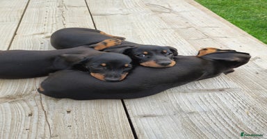 Miniature Dachshund dogs - Advert 4