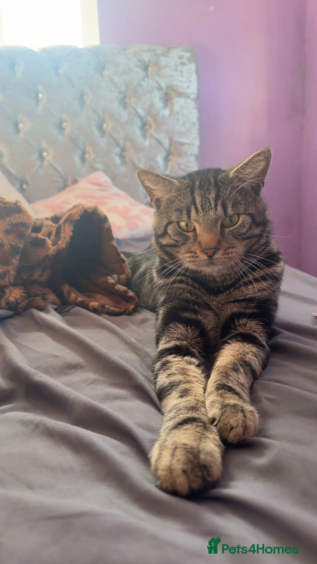 Mixed Breed cats for sale: 2 beautiful kittens left  in Sevenoaks - Advert 2