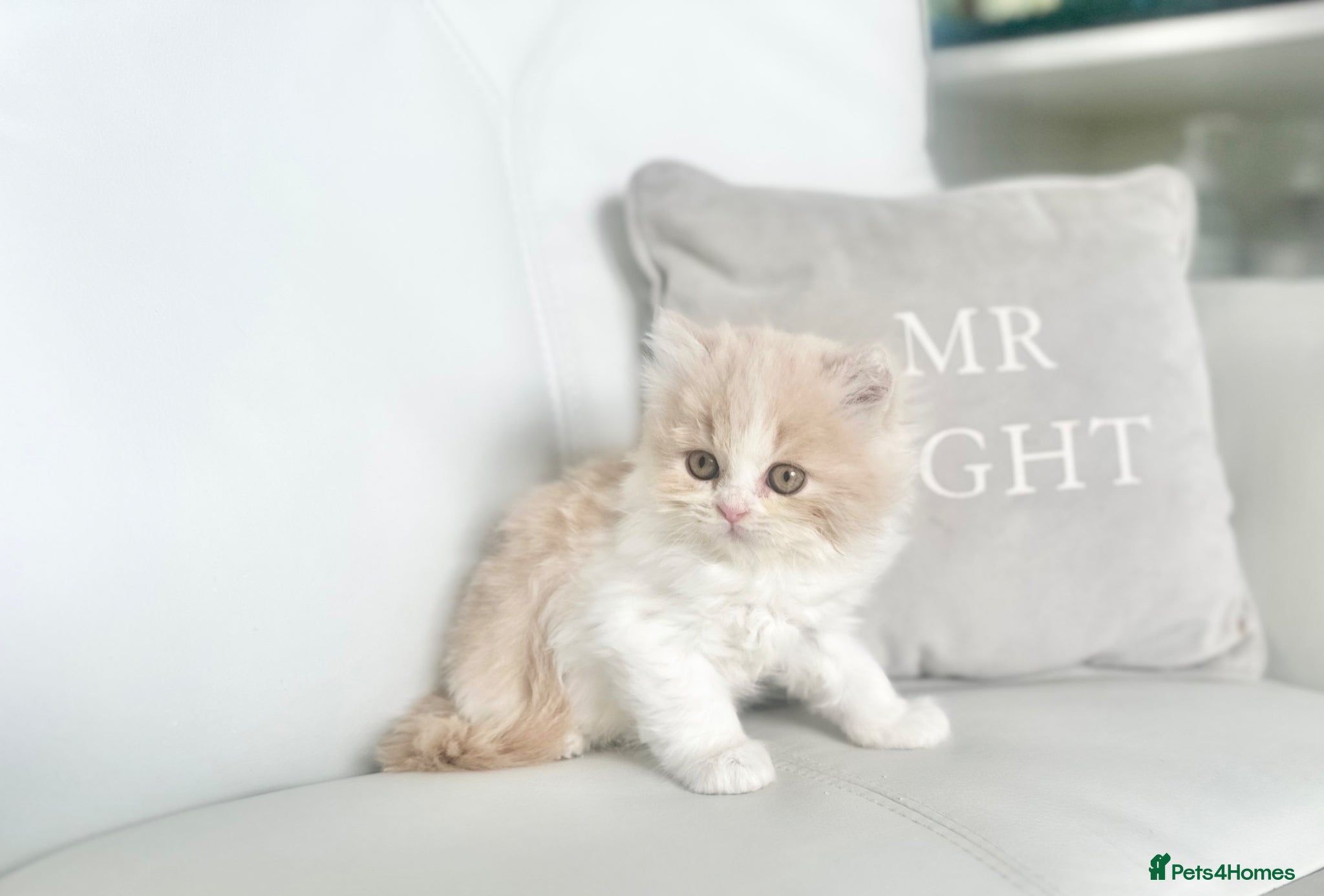 British Shorthair cats 🌸 READY NOW BRITISH SHORTHAIR KITTENS 🌸 - Advert 17