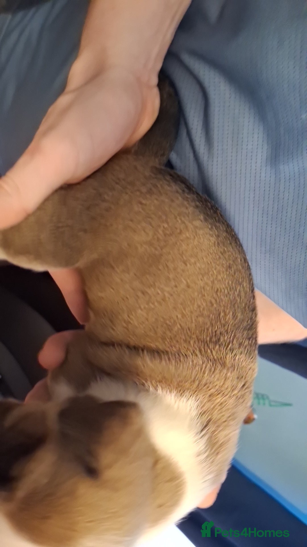 Mixed Breed dogs for sale: Old tyme x puppys  - Advert 9