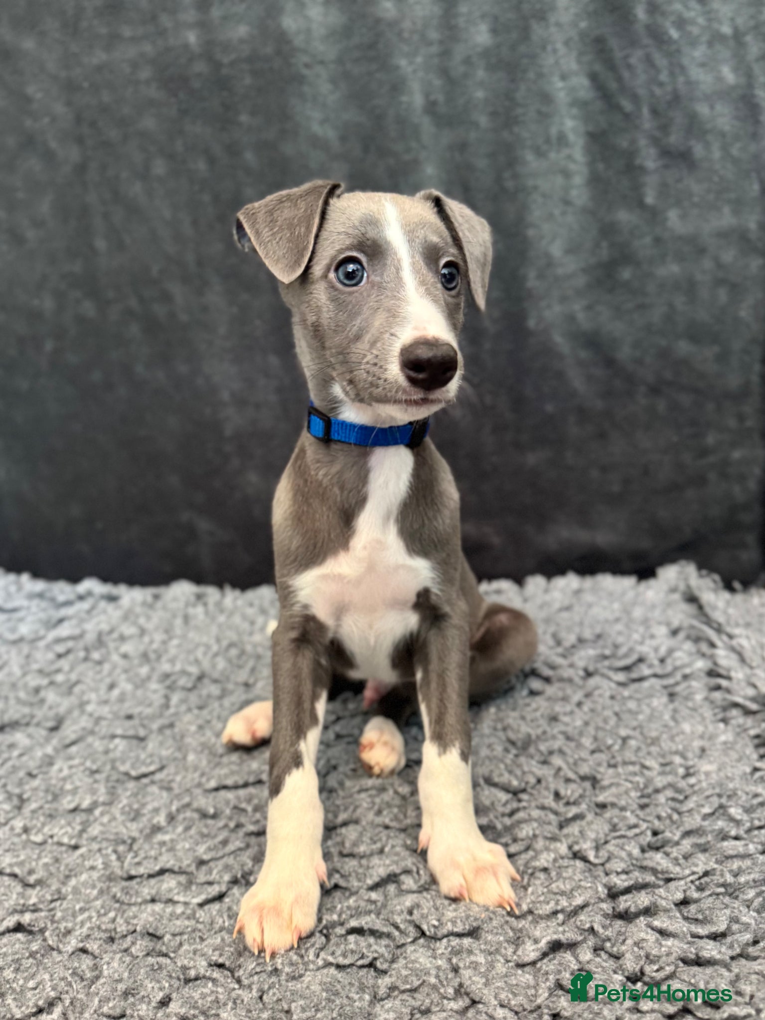 Whippet dogs Last remaining purebred Whippet boy - Ready to go! - Advert 2