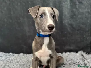 Whippet dogs Last remaining purebred Whippet boy - Ready to go! - Advert 2