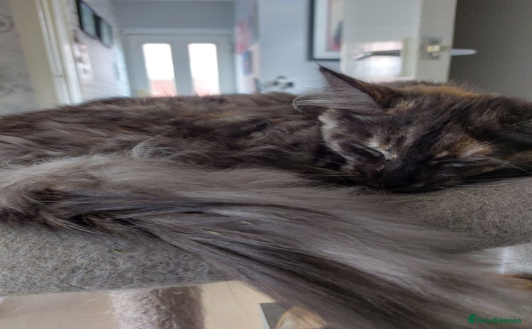 Maine Coon cats - Advert 10
