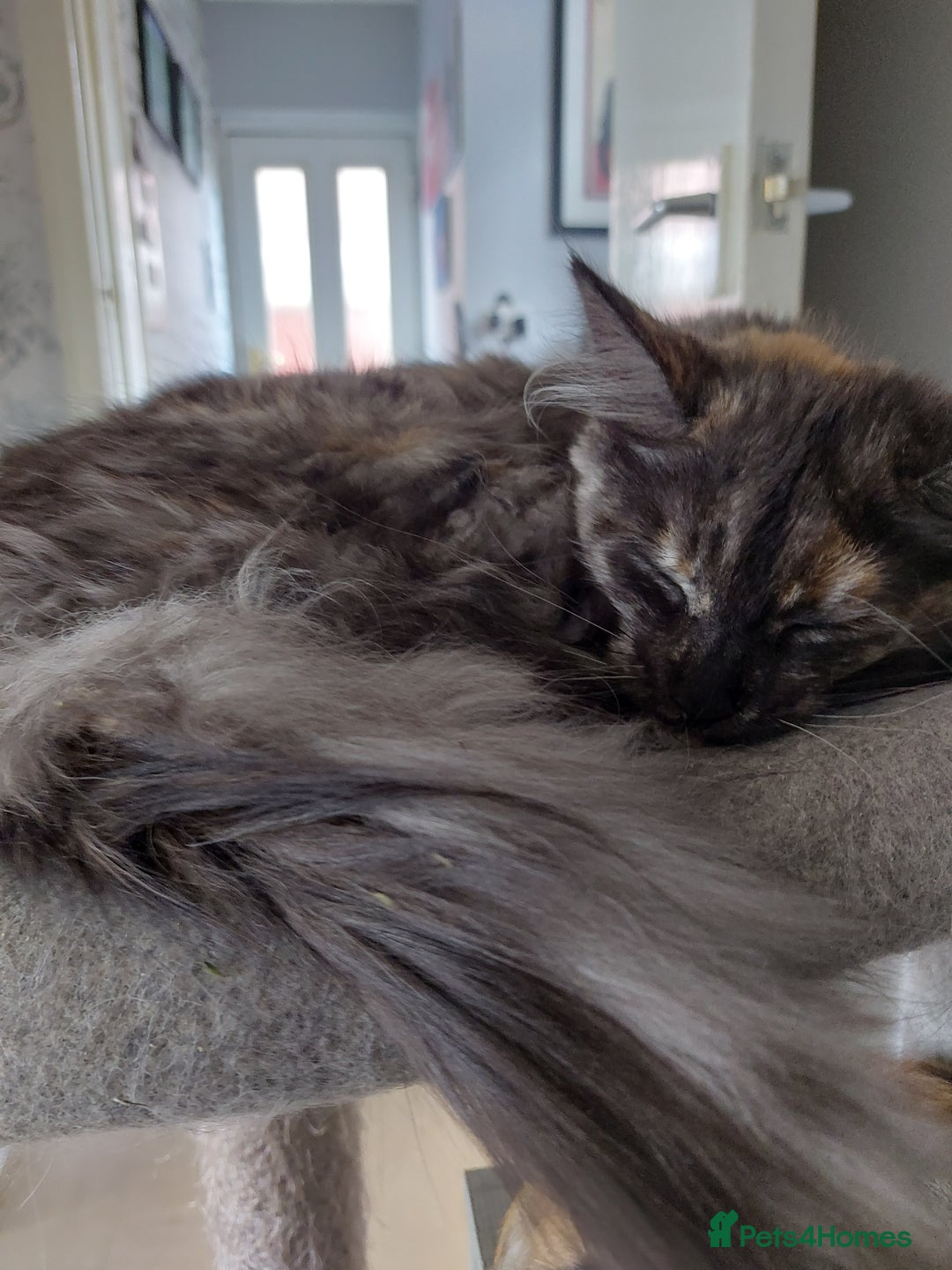 Maine Coon cats for sale: Maine coon - Image 2