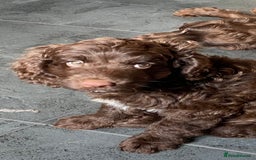 Cockapoo dogs for sale: last F1 boy ready now - Image 19