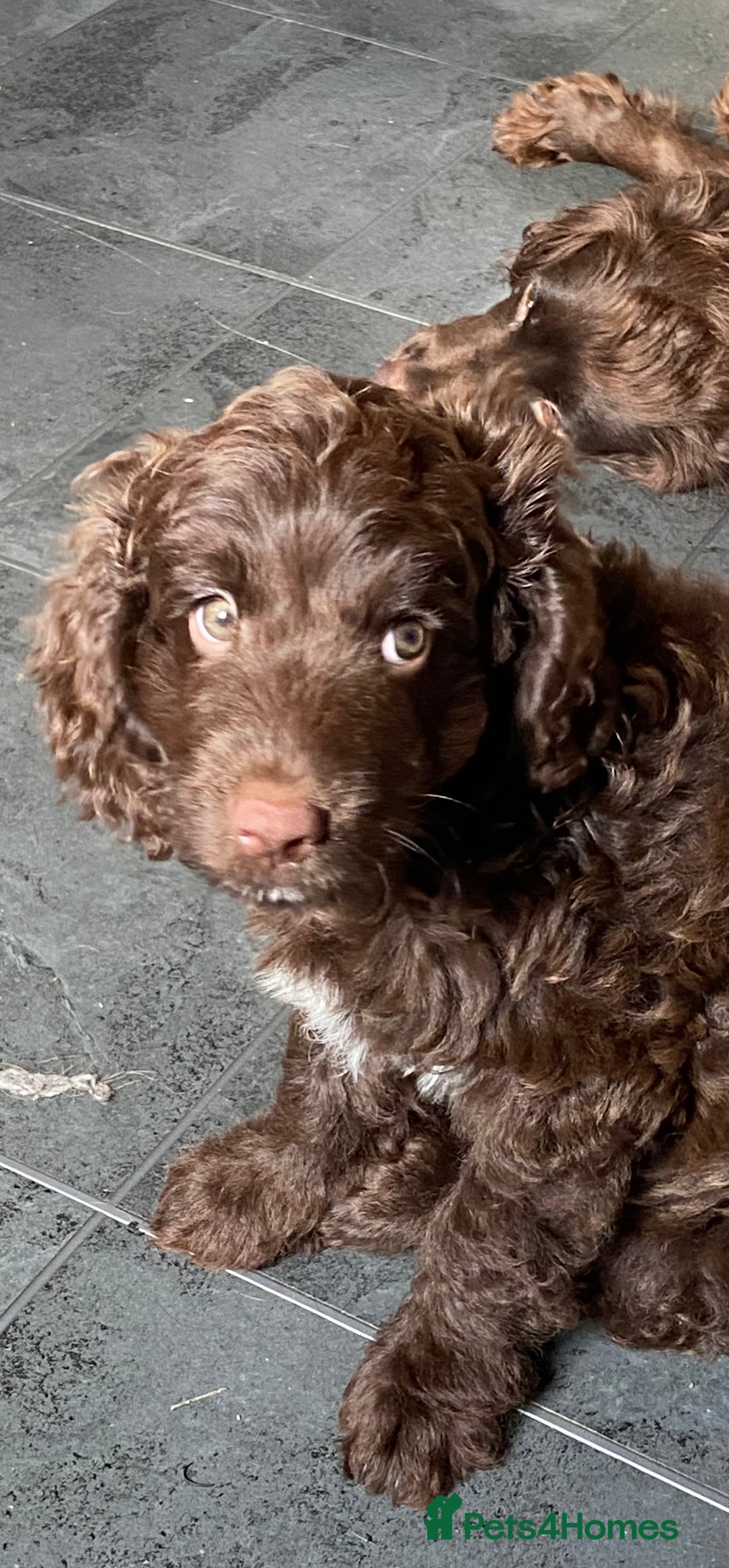Cockapoo dogs for sale: last F1 boy ready now - Image 19