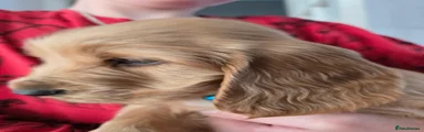 Cocker Spaniel Puppy - blue volar, orange boy