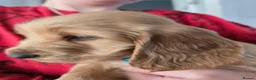 Cocker Spaniel dogs for sale: Adorable show type cocker spaniel puppies  - Advert 25