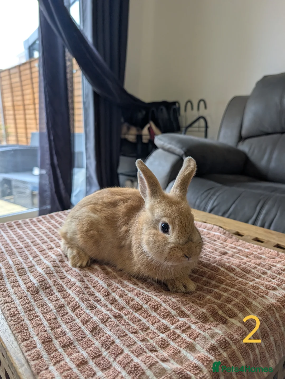 Lionhead rabbits for sale: 🐰 Baby Rabbits Looking for a New Home 🐰 - Advert 2