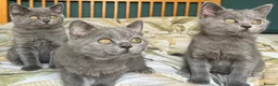 British Shorthair cats for sale: Beautiful British Shorthair kittens  - Advert 12