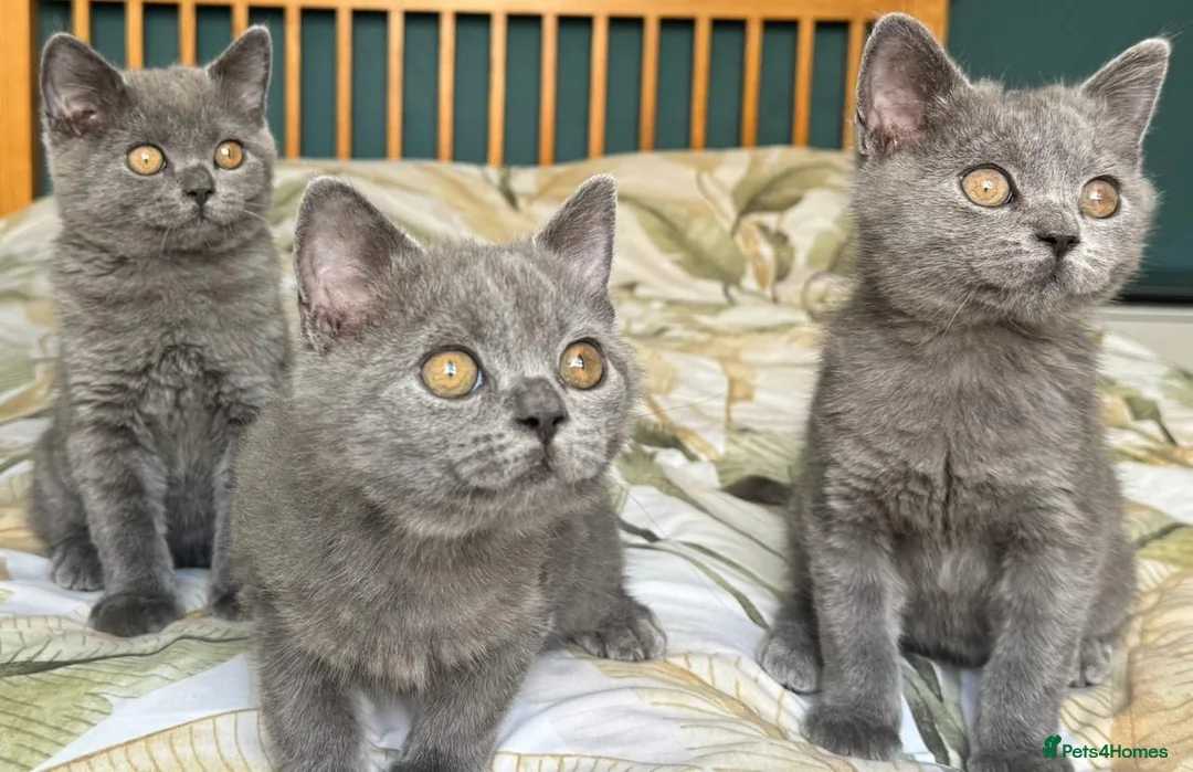 British Shorthair cats for sale: Beautiful British Shorthair kittens  - Advert 12