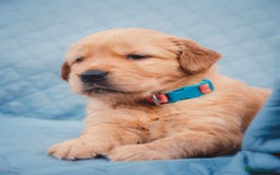 Golden Retriever dogs for sale: Golden Retriever Puppies KC Dad  - Image 22