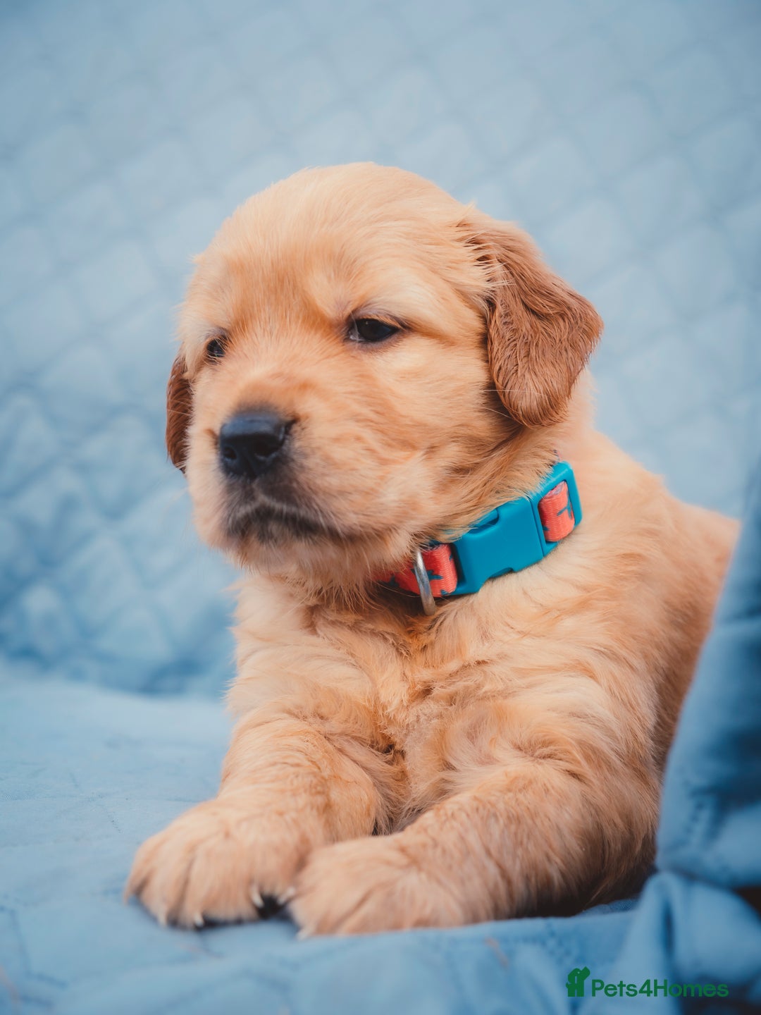 Golden Retriever dogs for sale: Golden Retriever Puppies KC Dad  - Image 22