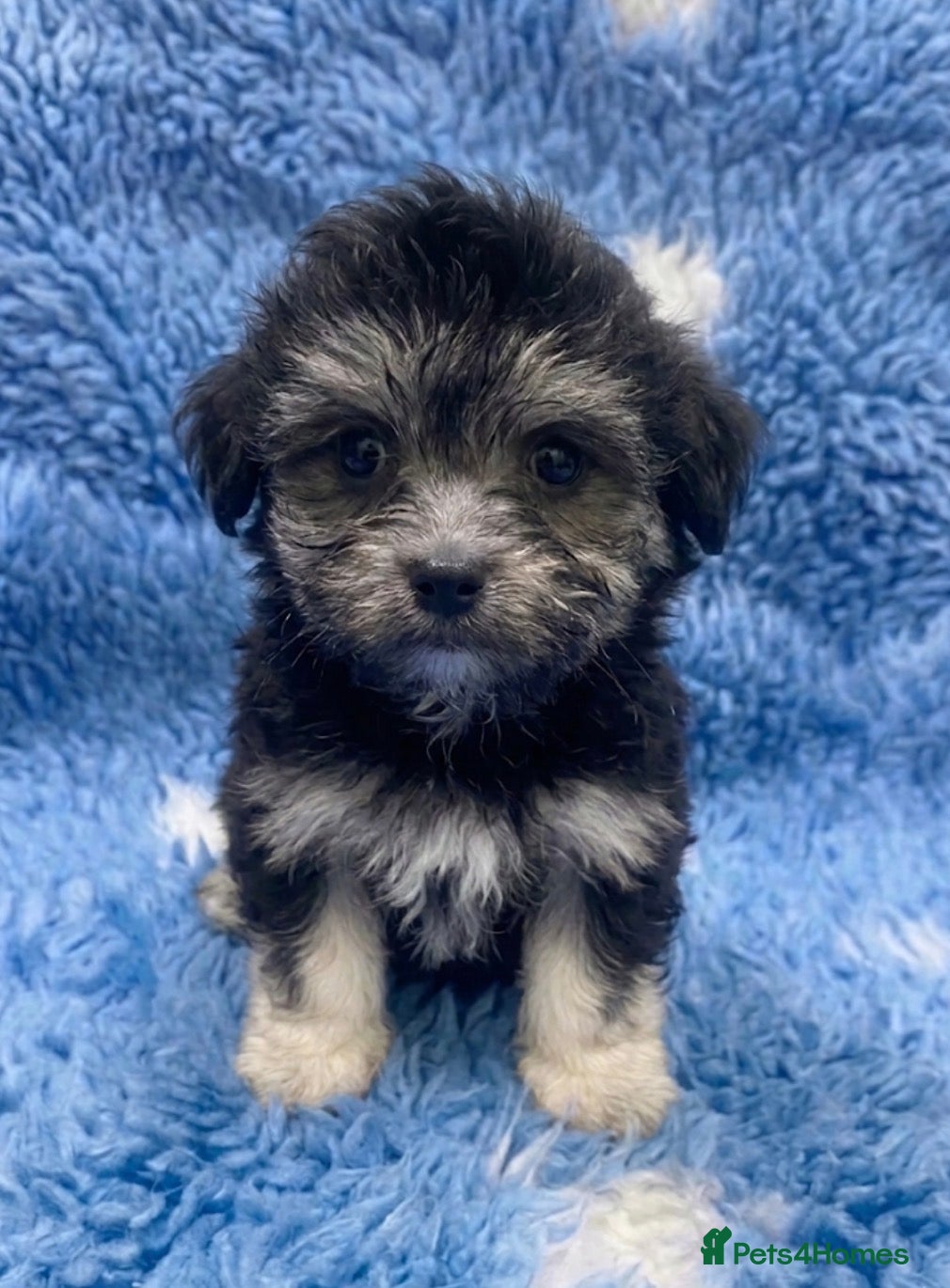 Mixed Breed dogs Adorable Malshi puppies  - Advert 1