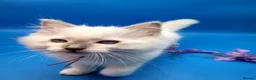 Ragdoll cats for sale: Purebred, Registered rare lilac point male - Advert 12