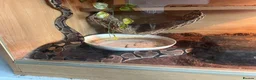 Python Snake reptiles for sale: Pet snake in London - Advert 4