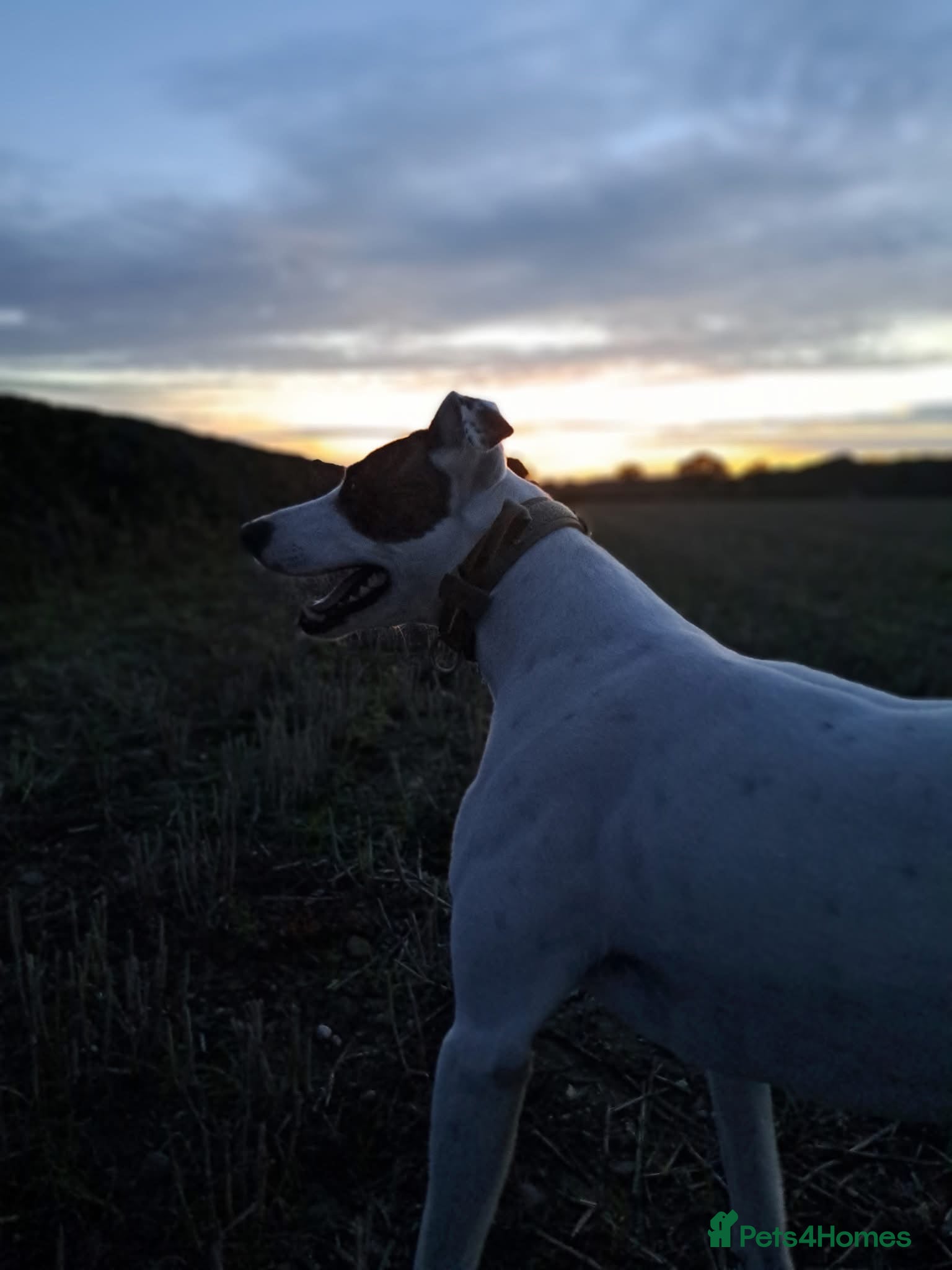Mixed Breed dogs Lurcher cross  - Advert 3