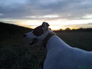 Mixed Breed dogs Lurcher cross - Advert 1
