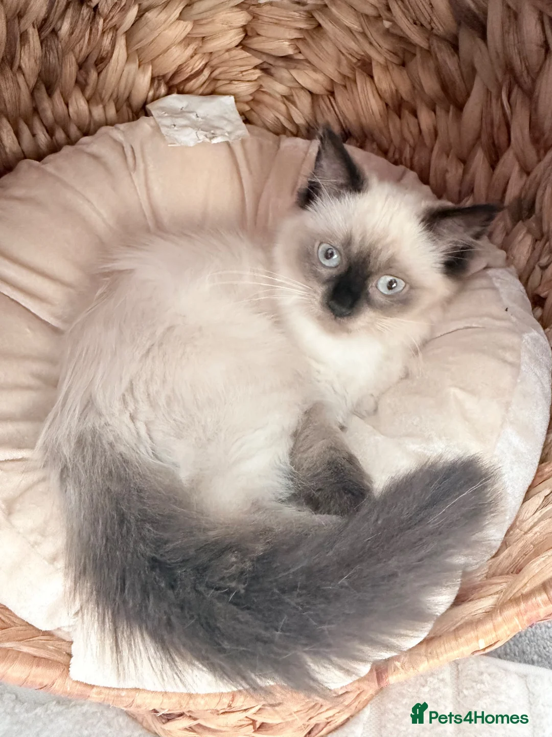Ragdoll cats for sale: Ragdoll kitten seal colourpoint  in Buckley - Advert 6