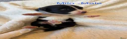 Border Collie dogs for sale: Pure Bred Border Collie Puppies For Sale - Advert 14