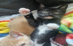 Mixed Breed cats for sale: Last kitten available 💙💙💙 - Image 11