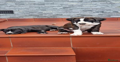 Mixed Breed dogs - Advert 16