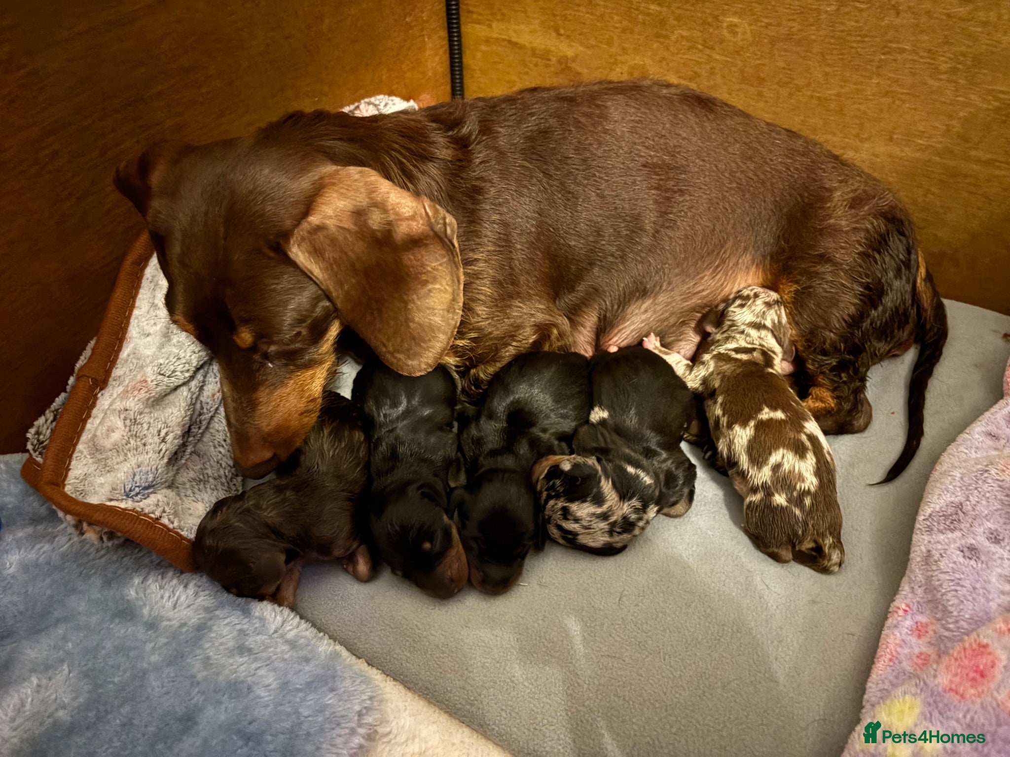 Dachshund dogs Beautiful dachshund puppies - Advert 1
