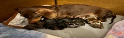 Dachshund dogs for sale: Beautiful dachshund puppies - Advert 1
