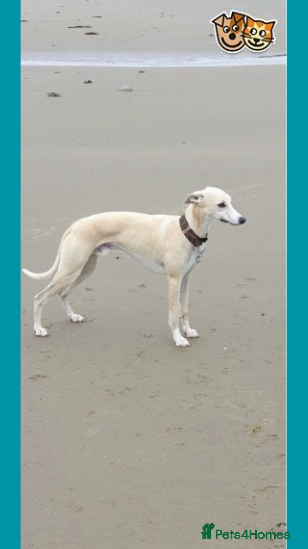 Whippet dogs for stud: Fantastic KC Reg Whippet Stud available in Worcester - Advert 4