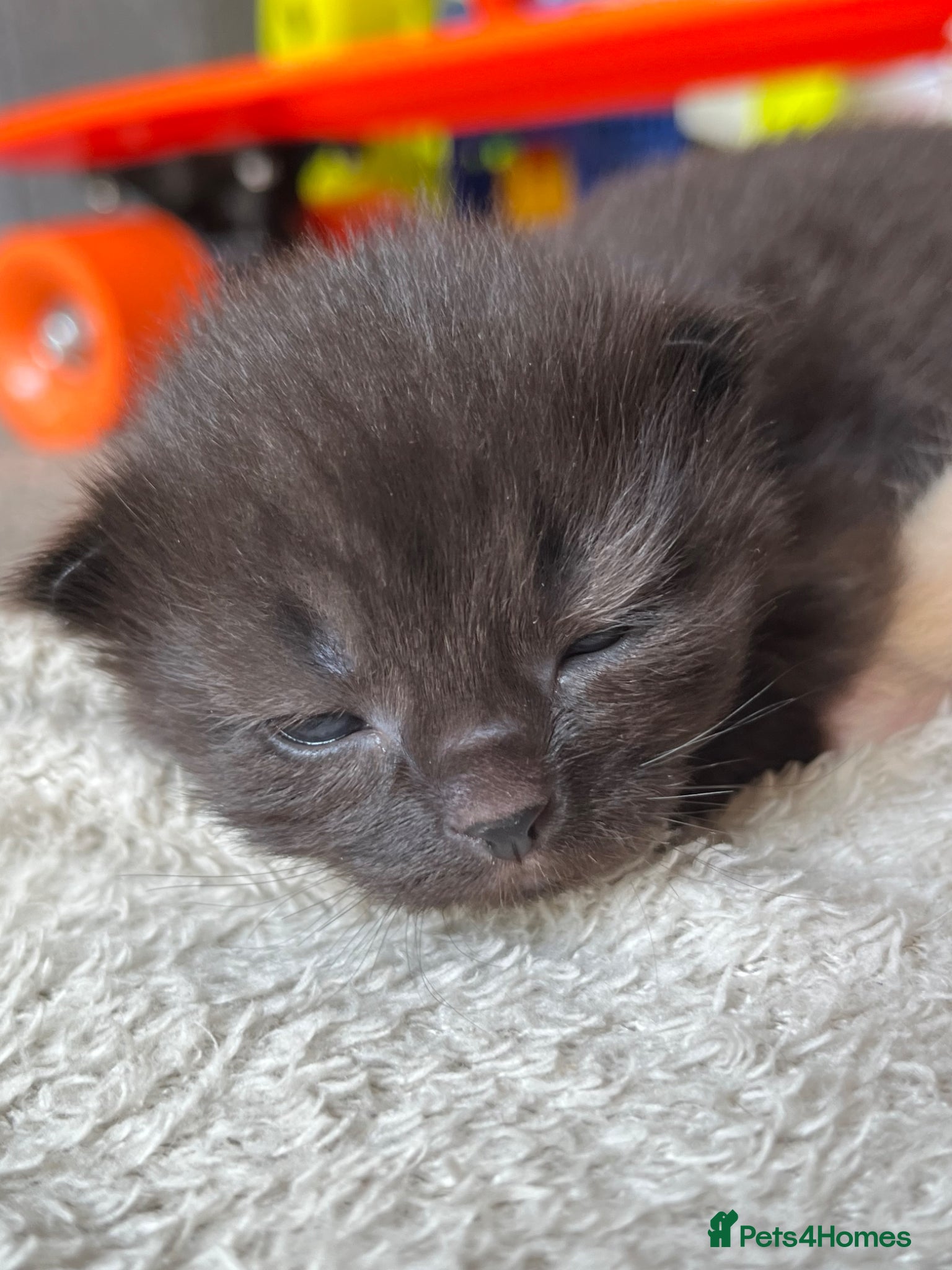 Mixed Breed cats for sale: Mainecoon Mixed Breed Kittens  - Advert 8