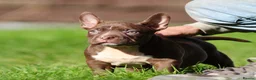 American Bully dogs for sale: READY NOW 9 beautiful ABKC pocket bullies - Advert 9